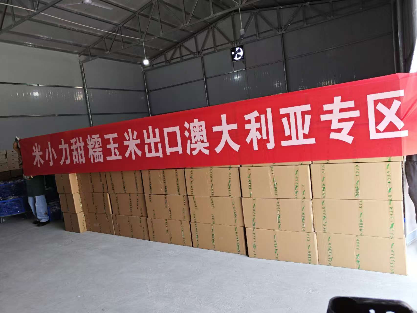 米小力甜糯玉米出口澳大利亚